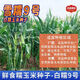 Pure glutinous corn seeds Xuenuo No. 9 big stick white waxy corn wrapped grain seeds 200g/bag Original waxy corn seeds Xuenuo No. 9 1 bag 200g/bag