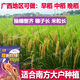 Wangyuanxing first-class rare and fragrant 11 fragrant high-yielding hybrid rice seeds, fragrant rice, high-quality long-grain rice, disease-resistant and high-yielding rice seeds, authentic first-class fragrant rice, long-grain, strong-flavor type, short stems and lodging-resistant, original and authentic, transplanting one acre of land (1 Jin Jin is equal to 0.5 kg) and free fungicide