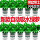 Vinoa green radish potted plants wholesale hydroponic green plant potted plants are easy to grow indoors and purify air plants green basket new house dark green flower color pot 2 pots 25 plants * crown width 25cc good with potted plants