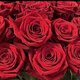 Jingdong Flowers Boutique Water-cultured Soilless Culture New Year's Eve Flowers Valentine's Day Limited Red Roses 20 Pack 45CM+ Straight from the Source