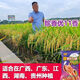 Wangyuanxing first-class rare and fragrant 11 fragrant high-yielding hybrid rice seeds, fragrant rice, high-quality long-grain rice, disease-resistant and high-yielding rice seeds, authentic first-class fragrant rice, long-grain, strong-flavor type, short stems and lodging-resistant, original and authentic, transplanting one acre of land (1 Jin Jin is equal to 0.5 kg) and free fungicide
