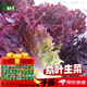Purple leaf lettuce seeds, salad seeds, four-season planting, cold and heat resistant garden field vegetable seeds, rapeseed seeds, the best original purple leaf lettuce seeds () 1 pack, about 1600 seeds