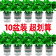 Vinoa green radish potted plants wholesale hydroponic green plant potted plants are easy to grow indoors and purify air plants green basket new house dark green flower color pot 2 pots 25 plants * crown width 25cc good with potted plants