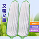 Wangyuanxing corn seeds, high yield, sweet fruit seeds, extra large drought-resistant glutinous seeds, early maturing old varieties, four seasons collection, Zhenzhenbang 600 corn 40g bag