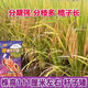 Wangyuanxing first-class rare and fragrant 11 fragrant high-yielding hybrid rice seeds, fragrant rice, high-quality long-grain rice, disease-resistant and high-yielding rice seeds, authentic first-class fragrant rice, long-grain, strong-flavor type, short stems and lodging-resistant, original and authentic, transplanting one acre of land (1 Jin Jin is equal to 0.5 kg) and free fungicide