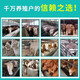 Banqing Granular Veterinary Honeysuckle Crude Extract Poultry and Chicken Feed Additive for Pigs, Cattle, and Sheep Pregnant Livestock 1000g/bag Banqing Granule 4 bags