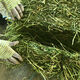 Alfalfa hay for cattle, sheep and horses, sheep grass, alpaca large zoo feed, alfalfa 5kg