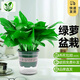 Vinoa green radish potted plants wholesale hydroponic green plant potted plants are easy to grow indoors and purify air plants green basket new house dark green flower color pot 2 pots 25 plants * crown width 25cc good with potted plants