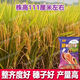 Wangyuanxing first-class rare and fragrant 11 fragrant high-yielding hybrid rice seeds, fragrant rice, high-quality long-grain rice, disease-resistant and high-yielding rice seeds, authentic first-class fragrant rice, long-grain, strong-flavor type, short stems and lodging-resistant, original and authentic, transplanting one acre of land (1 Jin Jin is equal to 0.5 kg) and free fungicide