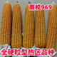 Asarum Guangxi Guizhou hard-grained corn seed Nanxiao 969 is suitable for sowing at an altitude of less than 800 meters and has strong resistance. Nanxiao 969 corn seed 2Jin Jin is equal to 0.5kg.