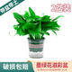 Vinoa green radish potted plants wholesale hydroponic green plant potted plants are easy to grow indoors and purify air plants green basket new house dark green flower color pot 2 pots 25 plants * crown width 25cc good with potted plants