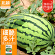 Beishu Lazy Man Watermelon Seed Seedlings Giant Extra Large Super Sweet Fruit Seed Lazy Man Watermelon Seeds About 50