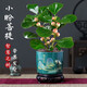 Bodhi Tree Potted Small Pan Bodhi Bonsai with Fruit Chinese Zen Desktop Decoration Indoor Creative Good Green Plant A Grade Multi-Fruit - Xiao Pan Bodhi (Lotus Purple Clay Pot + Bottom Support + Moss)