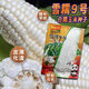Pure glutinous corn seeds Xuenuo No. 9 big stick white waxy corn wrapped grain seeds 200g/bag Original waxy corn seeds Xuenuo No. 9 1 bag 200g/bag