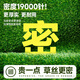 Simulated turf, artificial turf carpet, outdoor floor matting, football field artificial turf, plastic fake turf fence, Su Chao same style green adhesive, 2.5cm thick, 18-pin sample, 0.3cm*0.3cm