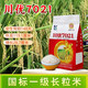 Long-grain fragrant rice Chuanyou 7021 rice seed national standard first-grade fragrant rice has a soft taste but not glutinous and chewy Chuanyou 7021 500g/bag 3 bags