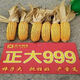 999 corn seeds, short stems, extra large sticks, red shafts, disease-resistant, drought-resistant, lodging-resistant corn seeds, nationally approved corn seeds, Zhengda 999 original two packs of two Jin Jin equal to 0.5 kg