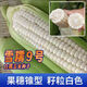 Pure glutinous corn seeds Xuenuo No. 9 big stick white waxy corn wrapped grain seeds 200g/bag Original waxy corn seeds Xuenuo No. 9 1 bag 200g/bag