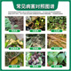 Metalaxylin root rot special medicine soil special disinfectant fungicide pesticide Fusarium wilt stem rot 12kg (1kg * 12 bottles) large quantity and good price