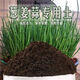 Onion, ginger, garlic, general soil cultivation, flower cultivation soil, nutrient soil, nursery soil, flowers, golden kudzu, special organic soil fertilizer, flower nutrient soil 30 Jin Jin equals 0.5 kg