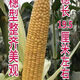 Super sweet fruit corn seeds BM800 new milk fragrant raw fresh food four seasons vegetables and fruits sweet corn seeds BM800 a pack of 50 grams