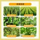Bihuchi Inyi Brassica vegetable and flower antidote to damage, increase production, activate cells, plant growth regulator 2g*10 bags