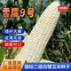 Pure glutinous corn seeds Xuenuo No. 9 big stick white waxy corn wrapped grain seeds 200g/bag Original waxy corn seeds Xuenuo No. 9 1 bag 200g/bag