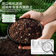 Stanley succulent soil special nutrient soil granular soil for succulent planting soil flower soil plant peat soil 5Jin Jin is equal to 0.5 kg