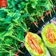 Dayu Boyang No. 9 melon seed seedlings collection, honeydew melon, eight-mile crispy melon seed old variety, grafted croissant honey melon seedlings, 10 seedlings