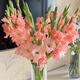 Pink gladiolus has high flowers, New Year's Eve flowers, Guangzhou sends Spring Festival decorations, Valentine's Day gifts, 65-70cm long, 5 pink gladioli flowers