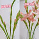 Pink gladiolus has high flowers, New Year's Eve flowers, Guangzhou sends Spring Festival decorations, Valentine's Day gifts, 65-70cm long, 5 pink gladioli flowers