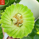 Dayu Jade Mushroom Melon Seeds White Skin Ice Cream Honey Sweet Muskmelon Seeds Super Sweet and Early Mature Jade Mushroom Melon Seeds 30 Tablets 3 Bags Highly Sweet