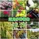 Chemical Fertilizer Stanley Compound Fertilizer Vegetables Nitrogen, Phosphorus and Potassium Universal Fertilizer for Gardening Vegetables Household Potted Fruit Trees Organic Compound Fertilizer Ziplock Bag Special Fertilizer for Fruits, Vegetables and Flowers <1Jin Jin is equal to 0.5kg>