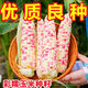 Colección completa de plántulas de semillas de maíz dulce de frutas coloridas, maíz de flores cerosas fragantes y dulces, semillas de mazorca extra grandes de piel fina, semillas de alto rendimiento, Hua Tiannuo 3 semillas de maíz ceroso de colores, aproximadamente 90 días, solo semillas nuevas a la venta, súper dulces y cerosas seleccionadas alrededor de 103 semillas de alto rendimiento