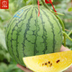 Dayu Yellow Heart Watermelon Seeds, Early Maturity, Yellow Skin, Red Flesh, Yellow Flesh, Special Xiaofeng Watermelon Seeds, Southern Fruit, Annie Oval Yellow Flesh Watermelon Seeds, 100 capsules