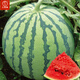 Dayu Meidu watermelon seeds are suitable for southern Kirin melon seedlings early maturing potted plants 8424 super sweet crunchy 8424 watermelon seeds 40 pieces