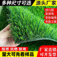 Simulated lawn carpet, artificial fake turf bedding, balcony kindergarten outdoor mat, plastic turf green space decoration, 1.5 cm tri-color grass, 1 meter wide, 6 meters long
