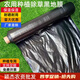 Ground black mulch plastic film for agricultural planting thickened anti-aging weeding insulation moisturizing and anti-weed greenhouse fruit tree greenhouse 11Jin Jin is equal to 0.5 kg black 1 silk thick 1.3 meters wide 345 meters long field style