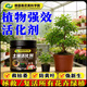 Soil Activator Soil Activator Flower Fertilizer Household Potted Plant Activation Anti-Sclerosis Rooting Fertilizer Nutritional Flower Green 1 Can Shipping Price Increase Really Not Profitable