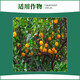 2% Benzylaminopurine Cytokinin Promotes Photosynthesis Citrus Tree Regulator Growth Regulator 500g