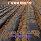 Ground black mulch plastic film for agricultural planting thickened anti-aging weeding insulation moisturizing and anti-weed greenhouse fruit tree greenhouse 11Jin Jin is equal to 0.5 kg black 1 silk thick 1.3 meters wide 345 meters long field style