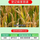 14-Hydroxybrassinolide sterol anti-stress increase yield antidote pesticide damage plant growth regulator 500g