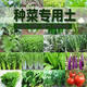 Jieyunmao universal succulent green radish vegetable planting nutritious organic soil 30Jin Jin is equal to 0.5kg balcony vegetable soil store manager