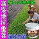 Cat sorghum field anti-heavy cropping soil-borne disease agent is sprayed directly to condition the soil to resist heavy stubble and solve root rot. Sorghum soil agent_sorghum field anti-heavy cropping 3 barrels