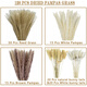 Original idea (CHUGOUXIANG) Yunnan real flower pampas grass whisk dust rabbit tail dried bouquet pampas grass HS46 with box