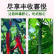 Jieyunmao universal succulent green radish vegetable planting nutritious organic soil 30Jin Jin is equal to 0.5kg balcony vegetable soil store manager