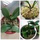 Natural dry dry moss moss orchid Phalaenopsis planting Dendrobium flower pot special nutrition soil Phalaenopsis Special selection 12L sphagnum moss 2 packs