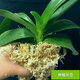 Natural dry dry moss moss orchid Phalaenopsis planting Dendrobium flower pot special nutrition soil Phalaenopsis Special selection 12L sphagnum moss 2 packs