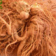 Notoginseng de notoginseng de Panax fresco de Yunnan Wenshan Panax Notoginseng con raíces campos frescos Vino climado 250g 500 g [Selección de cinco años de Notoginseng fresco de Panax] 5 Total 500G