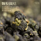 
Tea-picking Bo Oolong Tea Taiwan frozen oolong strong fragrance 250g canned 2025 new tea high mountain tea cold brewed and drunk by yourself